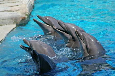 il se  font  la  voix 