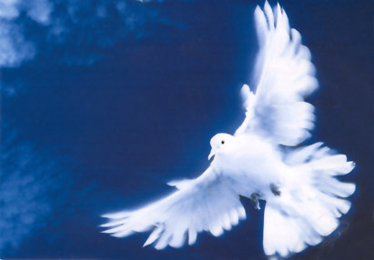 l envole  d une  colombe